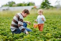 Happy family of preschool little boy and father picking and eating strawberries on organic bio berry farm in summer