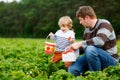 Happy family of preschool little boy and father picking and eating strawberries on organic bio berry farm in summer