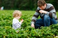 Happy family of preschool little boy and father picking and eating strawberries on organic bio berry farm in summer