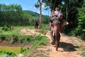 Happy family is riding an elephant. Dad and two cute sons go by on an elephant through the tropical jungle. Front view. Royalty Free Stock Photo