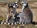 Happy family Ring-tailed Lemur, Lemur catta, with cub