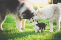 Family of siberian husky dog playing on green grass Royalty Free Stock Photo