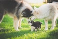 Family of siberian husky dog playing on green grass Royalty Free Stock Photo