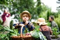 Family with small children gardening on farm, growing organic vegetables.