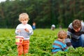 Happy family of two preschool little boys and father picking and eating strawberries on organic bio berry farm in summer Royalty Free Stock Photo