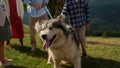 Happy family walking dog on green hill sunny day. Fluffy pet posing camera. Royalty Free Stock Photo