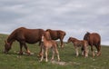 Happy family of wild horses in the mountain