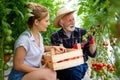 Happy family working in organic greenhouse. Senior man and child growing bio plants in farm garden. Royalty Free Stock Photo