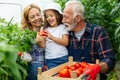 Happy family working in organic greenhouse. Senior man and child growing bio plants in farm garden. Royalty Free Stock Photo