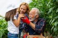 Happy family working in organic greenhouse. Senior man and child growing bio plants in farm garden. Royalty Free Stock Photo