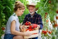 Happy family working in organic greenhouse. Senior man and child growing bio plants in farm garden. Royalty Free Stock Photo