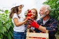 Happy family working in organic greenhouse. Senior man and child growing bio plants in farm garden. Royalty Free Stock Photo