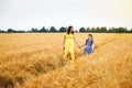 Happy family: a young beautiful pregnant woman with her little cute daughter walking in the wheat orange field on a sunny summer Royalty Free Stock Photo