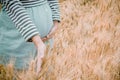 Happy family: a young beautiful pregnant woman walking in the wheat orange barley field on a sunny summer day. Royalty Free Stock Photo
