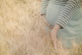 Happy family: a young beautiful pregnant woman walking in the wheat orange barley field Royalty Free Stock Photo