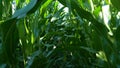 Happy family: young father with his little children walking inside corn field at warm summer evening. Son sitting on father`s shou Royalty Free Stock Photo