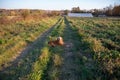 Happy farm dog golden retriever on grassy trail to greenhouse Royalty Free Stock Photo