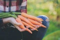 Happy farmer child girl picking fresh home growth carrot harvest from own garden Royalty Free Stock Photo