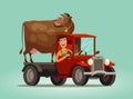 Happy farmer and cow rides on truck. Farming, farm, agriculture concept.