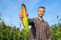 Happy farmer with fresh corncob on corn field. Harvest season. Handsome smiling man agronomist showing ripe maize to camera