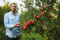 Happy farmer man picking apples from an apple tree in garden at harvest time Royalty Free Stock Photo