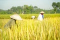 Happy farmers harvesting rice field Royalty Free Stock Photo