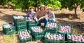 Farmers posing with harvest of mango in orchard Royalty Free Stock Photo