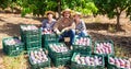 Farmers posing with harvest of mango in orchard Royalty Free Stock Photo