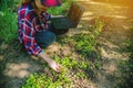 Happy Farmers using digital tablet in the cultivation of tobacco. modern technology application in agricultural growing activity