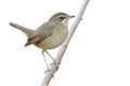 Happy fat brown bird perching on wooden branch isolated on whtie background Royalty Free Stock Photo