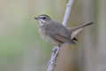 Happy fat brown bird perching on wooden branch look up sky and tail high wagging  siberian rubythroat Royalty Free Stock Photo