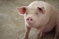 The happy fattening pig in big commercial swine farm Royalty Free Stock Photo