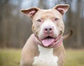 A happy fawn colored Pit Bull Terrier mixed breed dog