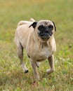 A happy fawn colored Pug named Mannix