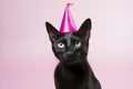 Happy Feline Wearing Party Hat for Fun Birthday Celebration with Copy Space and Colorful Background Royalty Free Stock Photo