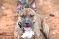 Happy female Brindle Pitbull Terrier Dog outside on collar and leash