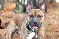 Happy female Brindle Pitbull Terrier Dog outside on collar and leash