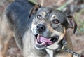 Happy female Bulldog and Pit Bull mix breed dog looking up at camera Royalty Free Stock Photo