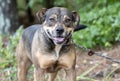 Happy female Bulldog and Pit Bull mix breed dog outside on leash Royalty Free Stock Photo