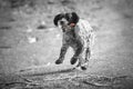 Happy female english setter running in black and white selective color Royalty Free Stock Photo