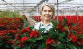 Happy female with Poinsettias in her greenhouse Royalty Free Stock Photo