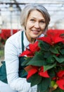 Happy female with Poinsettias in her greenhouse Royalty Free Stock Photo