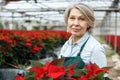 Happy female with Poinsettias in her greenhouse Royalty Free Stock Photo