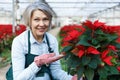 Happy female with Poinsettias in her greenhouse Royalty Free Stock Photo