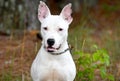 Happy Bull Terrier mix breed dog with big ears