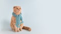 Happy flap-eared kitten wearing knitted scarf sitting on a blue background and looking at free copy space. Banner for sale, pet