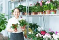 Happy florist with kalanchoe