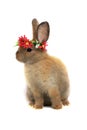 Happy fluffy brown bunny rabbit wearing daisy flower crown on white background. celebrate Easter holiday and spring coming concept