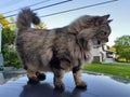 Happy fluffy cat with alert ears and tail standing on car top