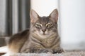 Happy fluffy cat pet lying on the floor at home, indoor portrait